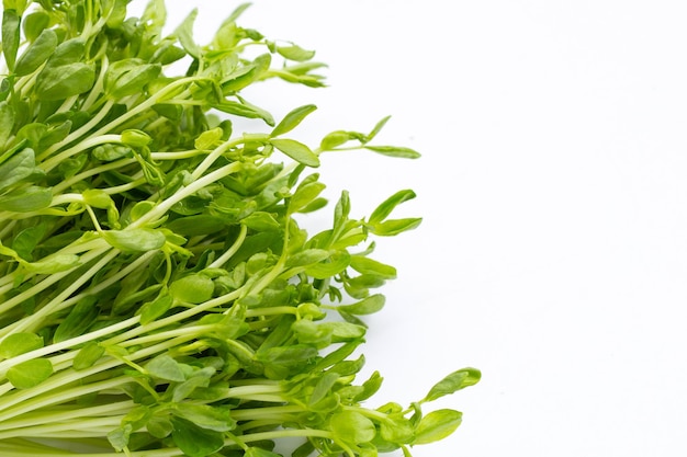 Pea Sprouts on white background.