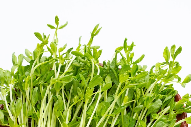 Pea Sprouts on white background.