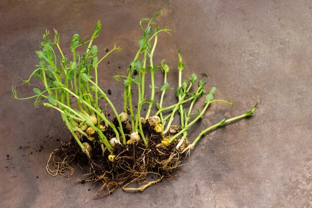 Photo pea sprouts with roots and soil. rusty metal background. top view. copy space