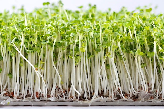 Pea sprouts