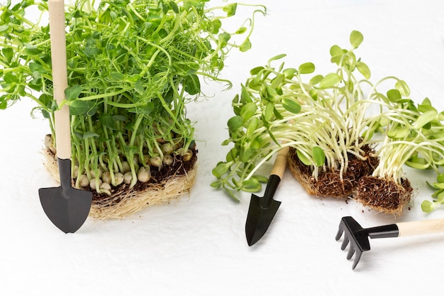 Pea and sunflower sprouts with roots. Garden tools.