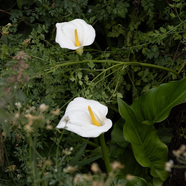 Foto peace lillies cala paiustris bloei in polzeath cornwall