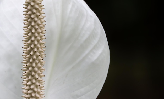 Photo peace lily detail