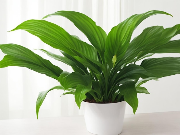 Peace lily houseplant