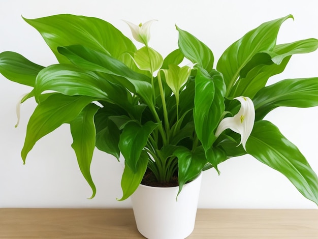 Peace lily houseplant