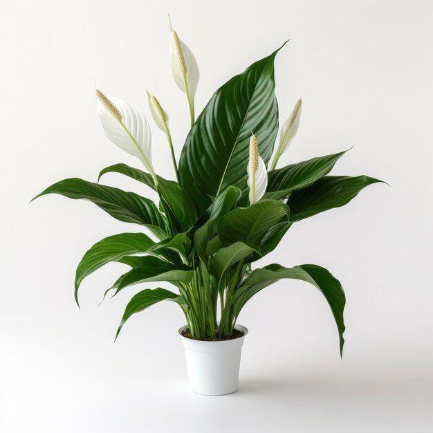 Peace Lily op een effen witte achtergrond