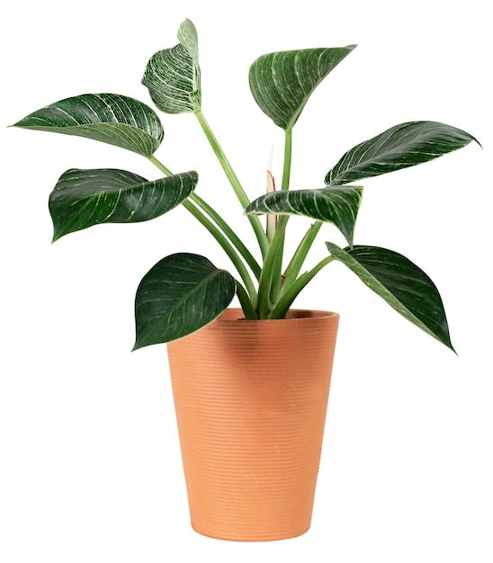 Peace lily plant png mockup in een terracotta pot huis decor object
