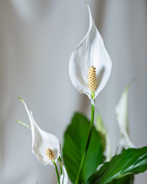 평화 백합, Spathiphyllum 꽃 가까이