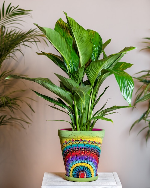 Peace lily spathiphyllum senza fiore in vaso dipinto a mano