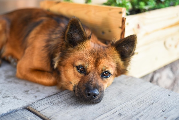 peaceful dog lies under the sun rays and looks at the camera