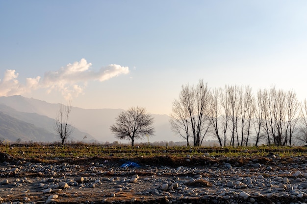 A peaceful evening landscape view of a mulberry tree in the autumn season