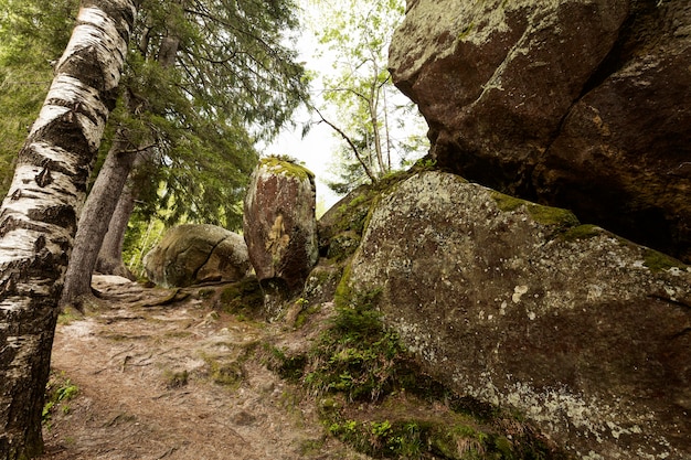 Photo peaceful piece of forest in daylight