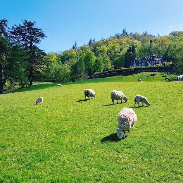 Foto pacevole scena rurale con pecore che pascolano su un campo verde lussureggiante sullo sfondo della foresta