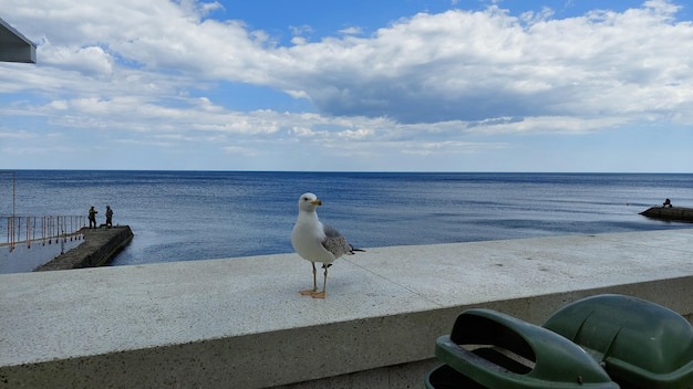 A peaceful seagull by the sea in winter