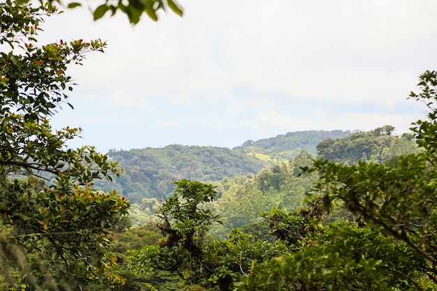 Foto vista pacifica della foresta pluviale tropicale della costa rica