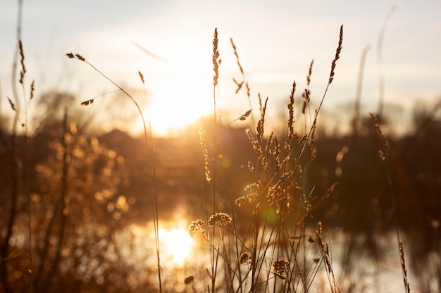 Peaceful view of morning light