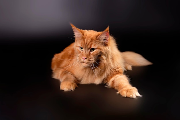 Peaceloving cat Maine Coon cat of red color on a black background