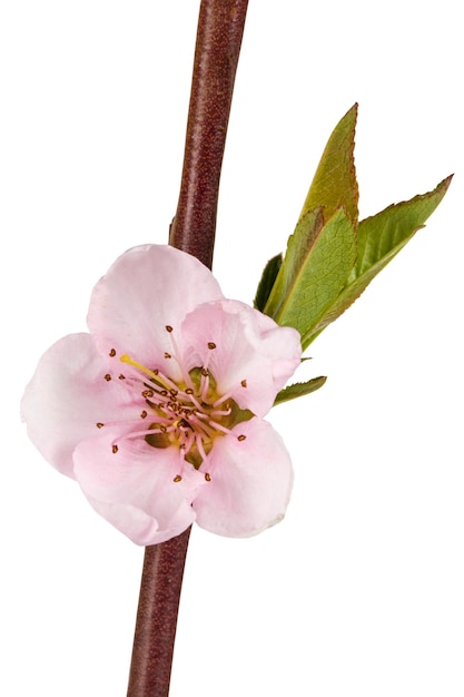 Фото Цветок персика на белом фоне