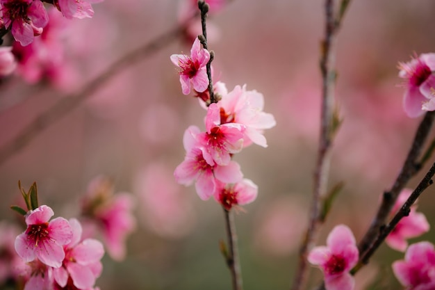 庭の桃の花