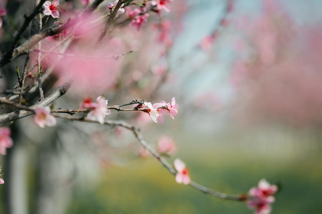 写真 庭の桃の花