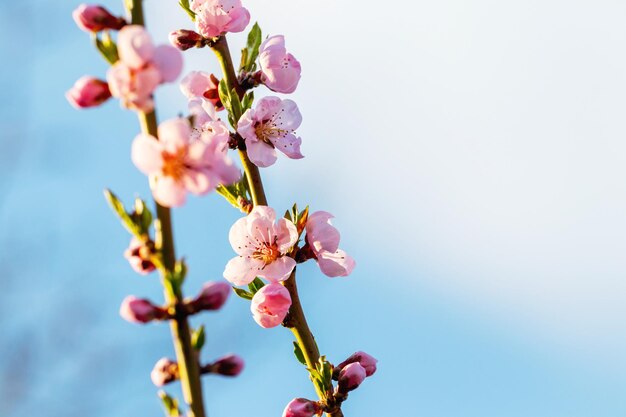 空の背景にピンクの花を持つ桃の枝