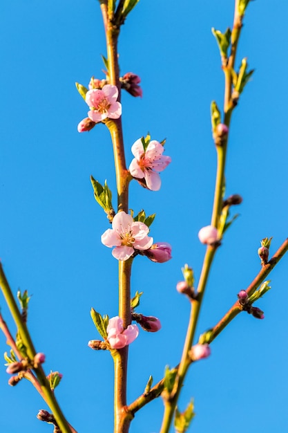 空の背景にピンクの花を持つ桃の枝