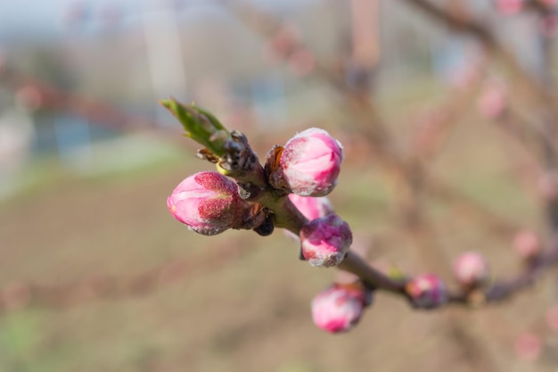 Peach buds on a twig