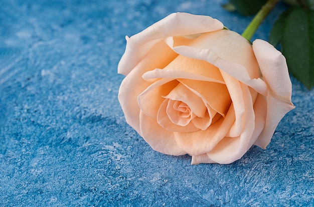 Peach color  rose on a blue and white acrylic paint background