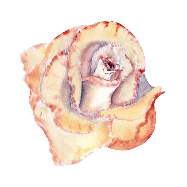 Peach-colored rose, open Bud. Watercolor illustration. Clipart isolated on a white background. It can be used for invitations, postcards, etc.