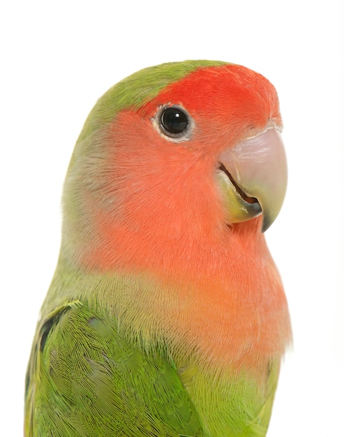 Photo peach faced lovebird