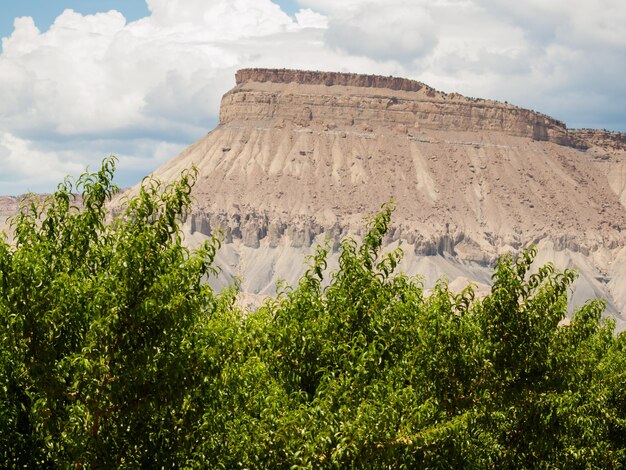 Peach farm in Palisade, Colorado.