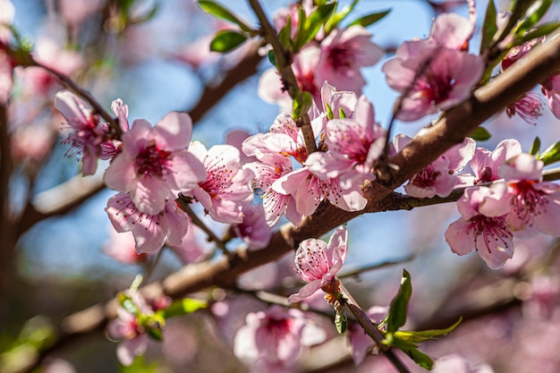 春の桃の花、マクロレンズで撮影した画像