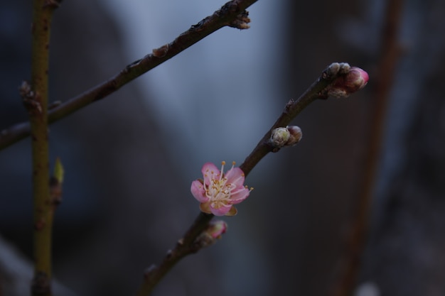 桃の花