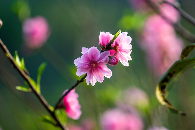 하노이, 베트남의 정원에서 복숭아 꽃. 베트남 음력설의 상징 인 복숭아 꽃