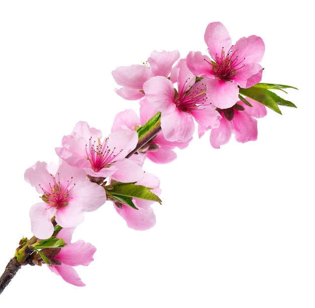 Peach flowers isolated on white background nectarine branch with pink flowers