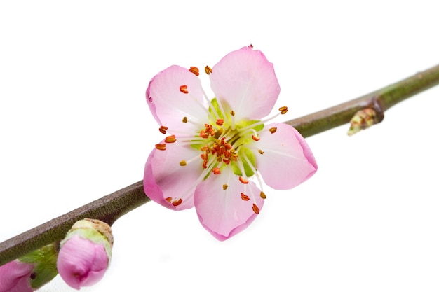 Fiori di pesco isolati su sfondo bianco