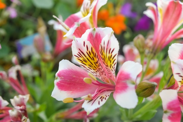 Peach flowers