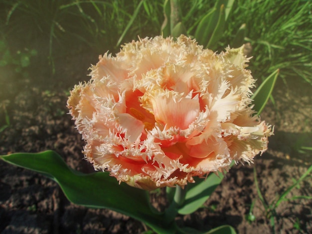 Peach fringed tulip in garden