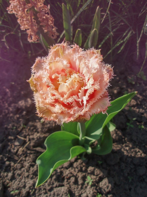 Peach fringed tulip in garden