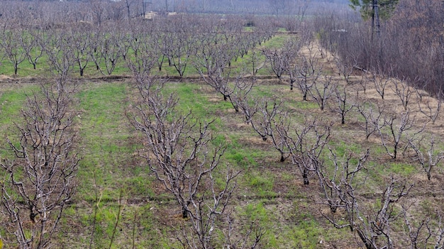 Peach fruit trees in an orchard top angle view