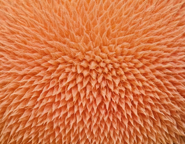 Peach fuzz texture color of the year