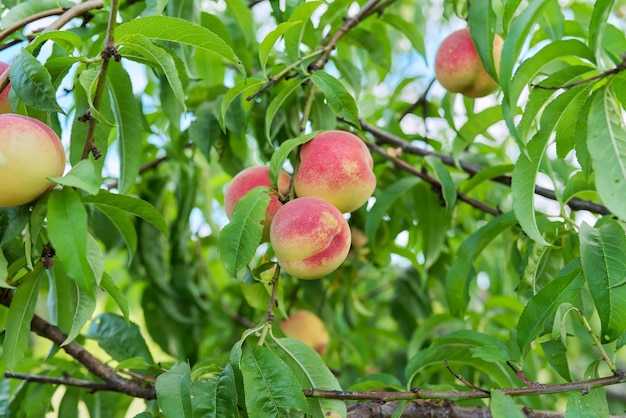 Урожай персиков на дереве спелые красивые вкусные персики на ветке