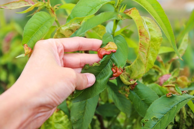 Peach leaves are affected by fungus Concept of diseases and pests on tree Curly peach leaves