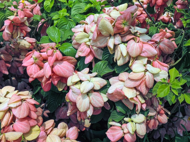 Peach Mussaenda Queen Sirikit is a tropical plant blooming in garden