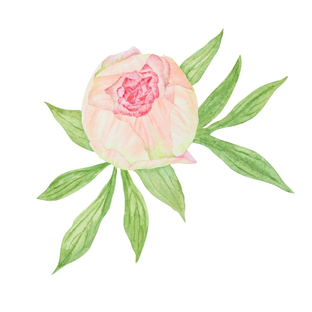 Peach peony bouquet watercolor hand drawn painting chinese national symbol illustration realistic