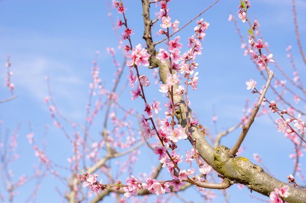 Photo peach pink flowers on a bokeh background