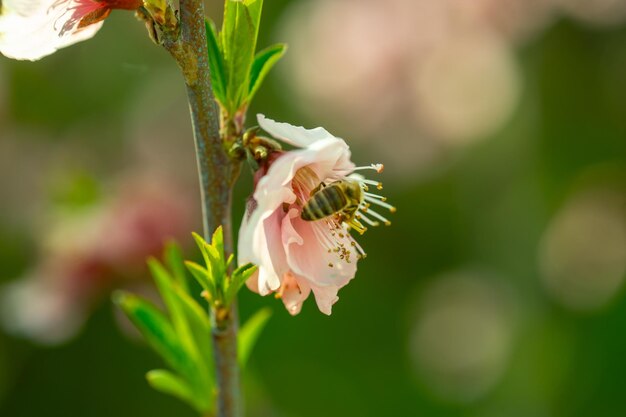 写真 ボケの背景にあるピーチのピンクの花