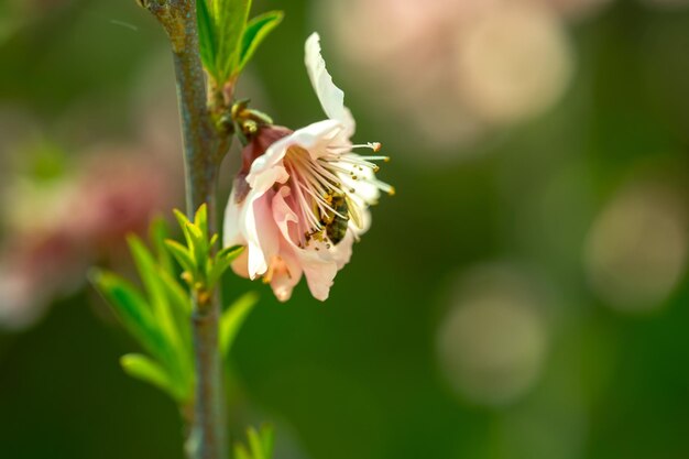 写真 ボケの背景にあるピーチのピンクの花