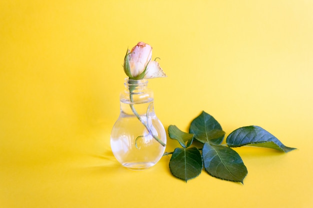 Peach rose bud in a glass vase