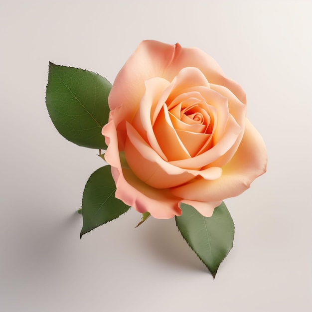peach rose bud isolated on white background